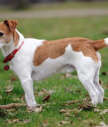 Džeko Raselo terjeras (Jack Russell Terrier)