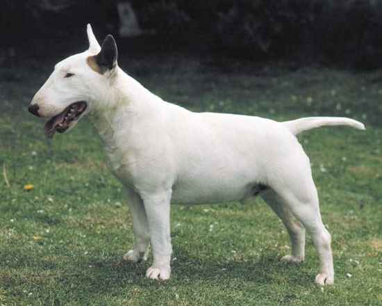 Bulterjeras (Bull terrier)