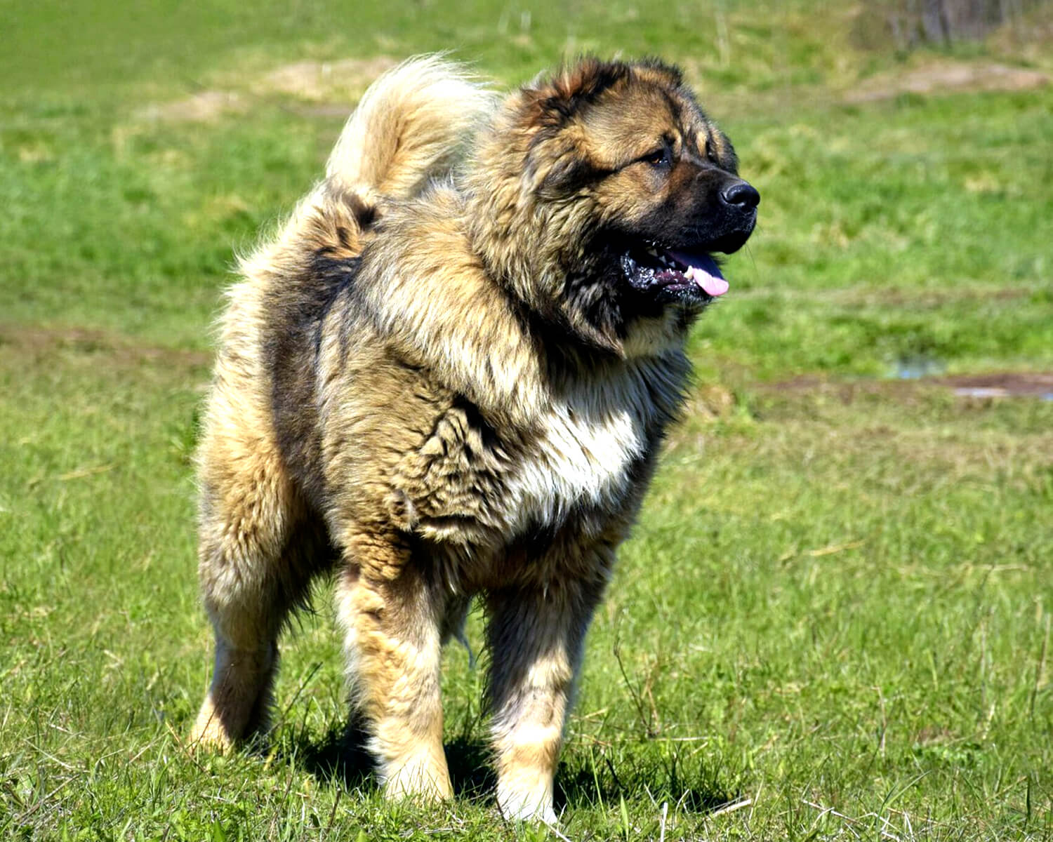 Kaukazo aviganis (Caucasian Shepherd Dog)