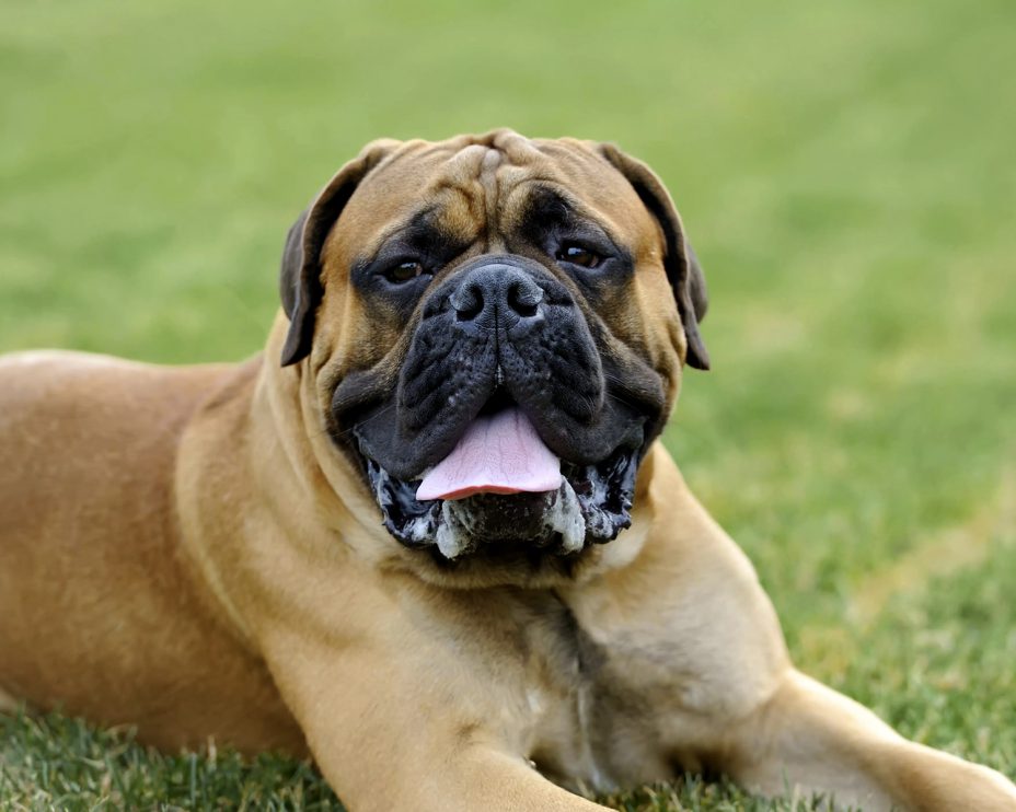 Anglų mastifas (Mastiff) - Viskas apie augintinius